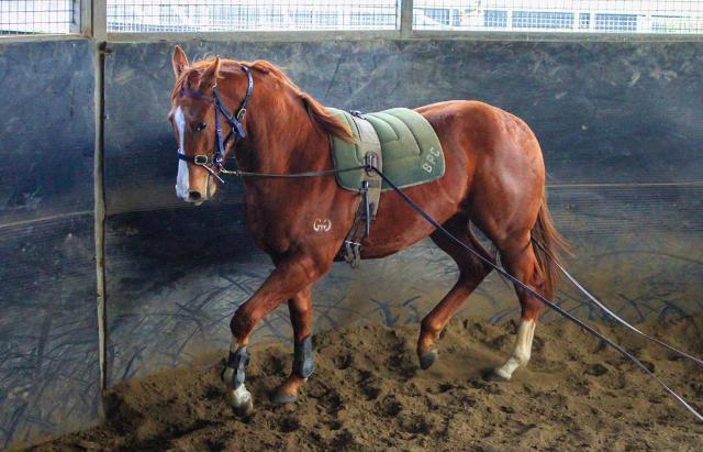 Street Boss x Ariege ‘23 Filly