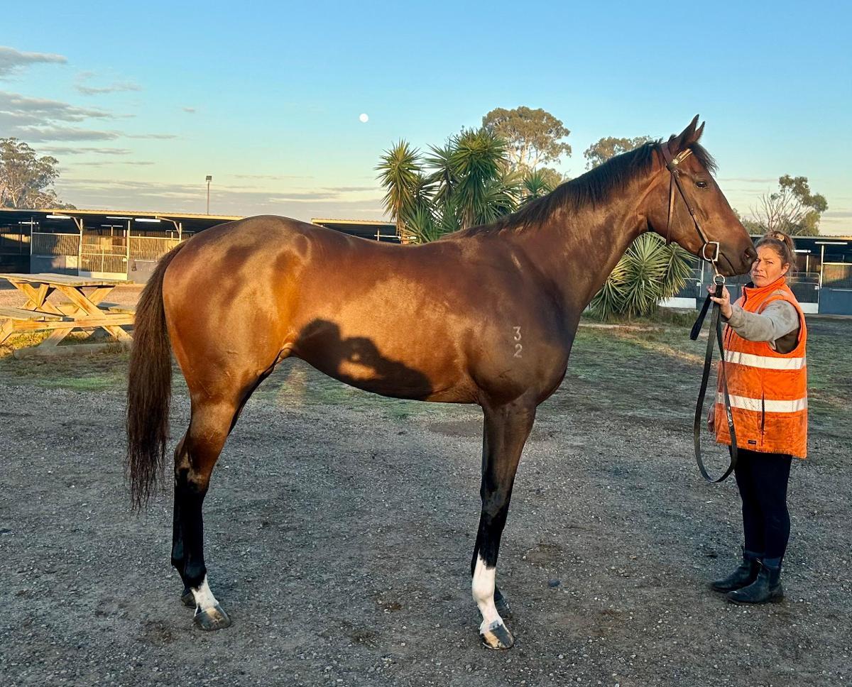 horse-image