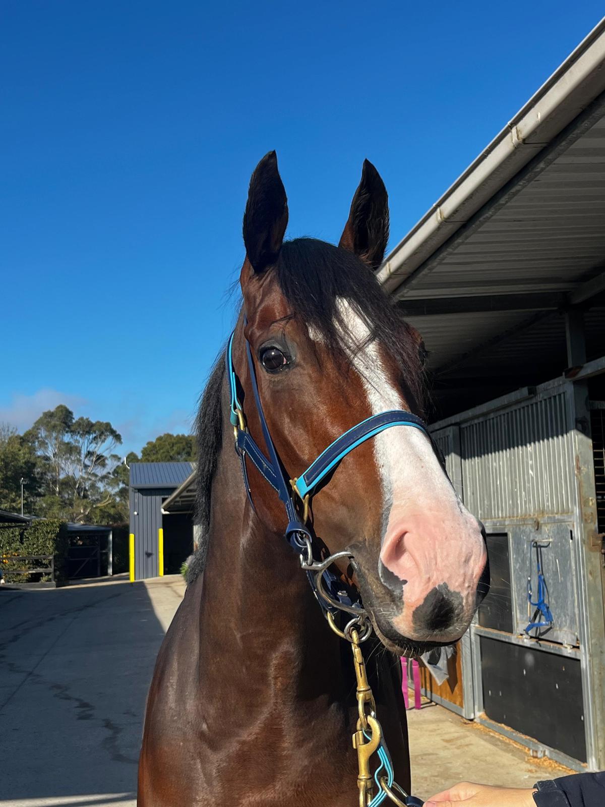 horse-image