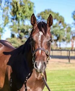 Pinatubo x Aspect Ratio filly