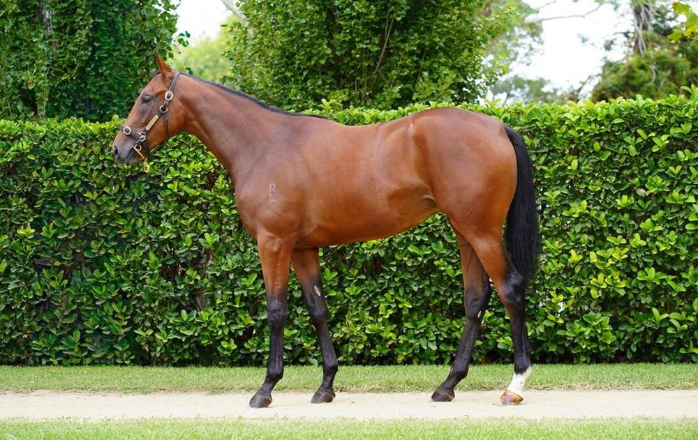 horse-image