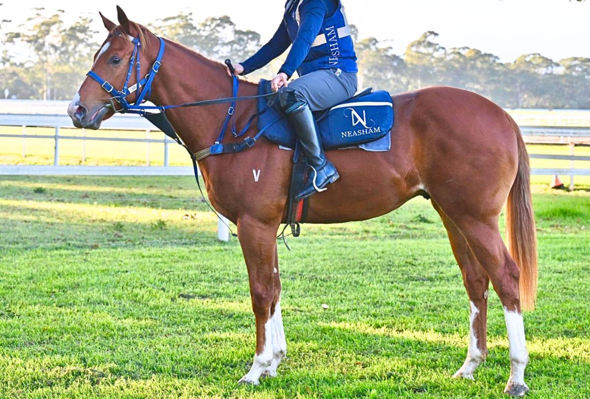 Frankel x Cleanup colt