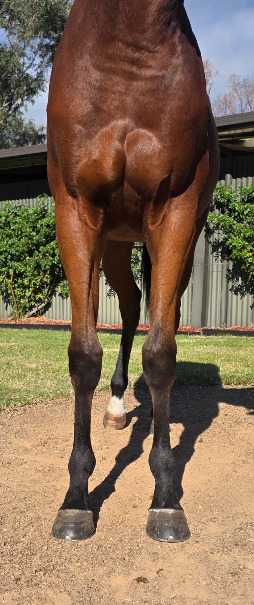 Jacquinot x Clover Beat Filly