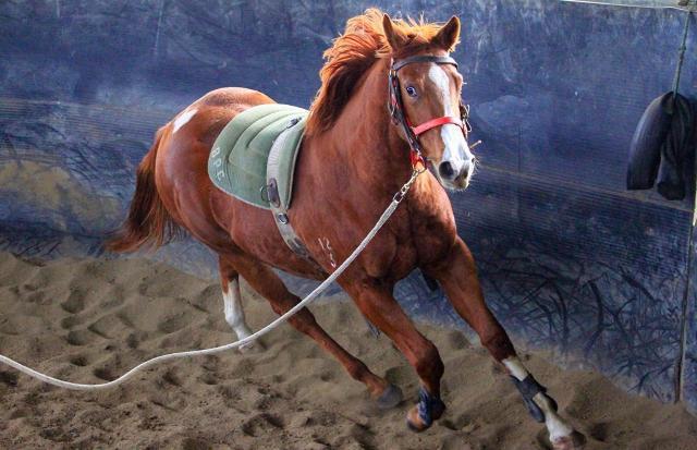 Street Boss x Ariege ‘23 Filly