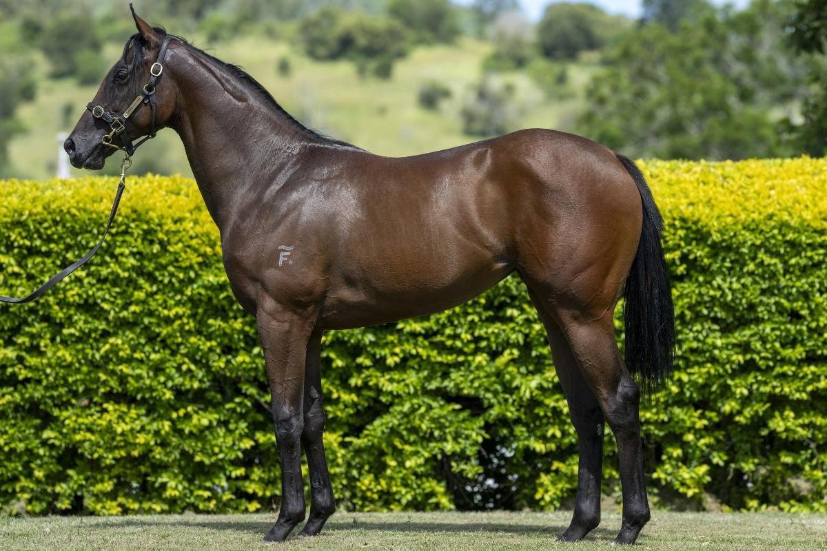 horse-image