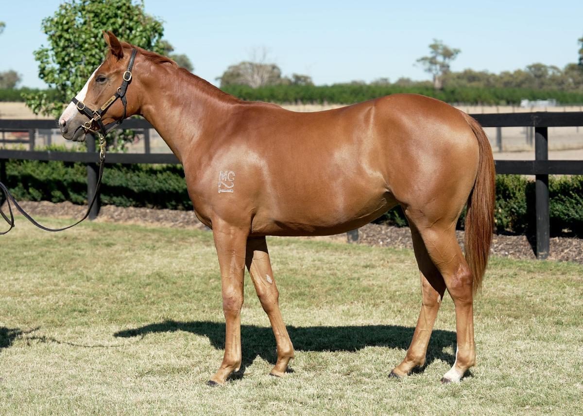 Tagaloa x Auclert '24 Filly