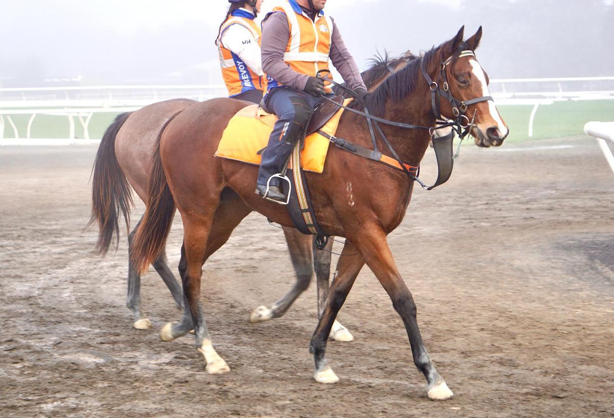 Wild Ruler x Face Forward filly