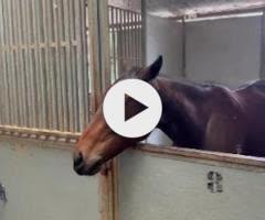 Tassort x Shahad Filly