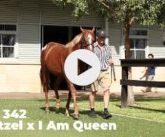 Snitzel x I Am Queen