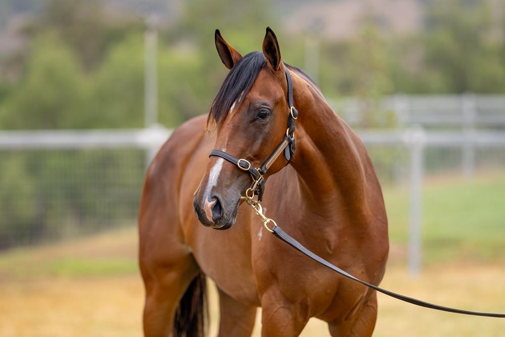 Written By / Press to Collect