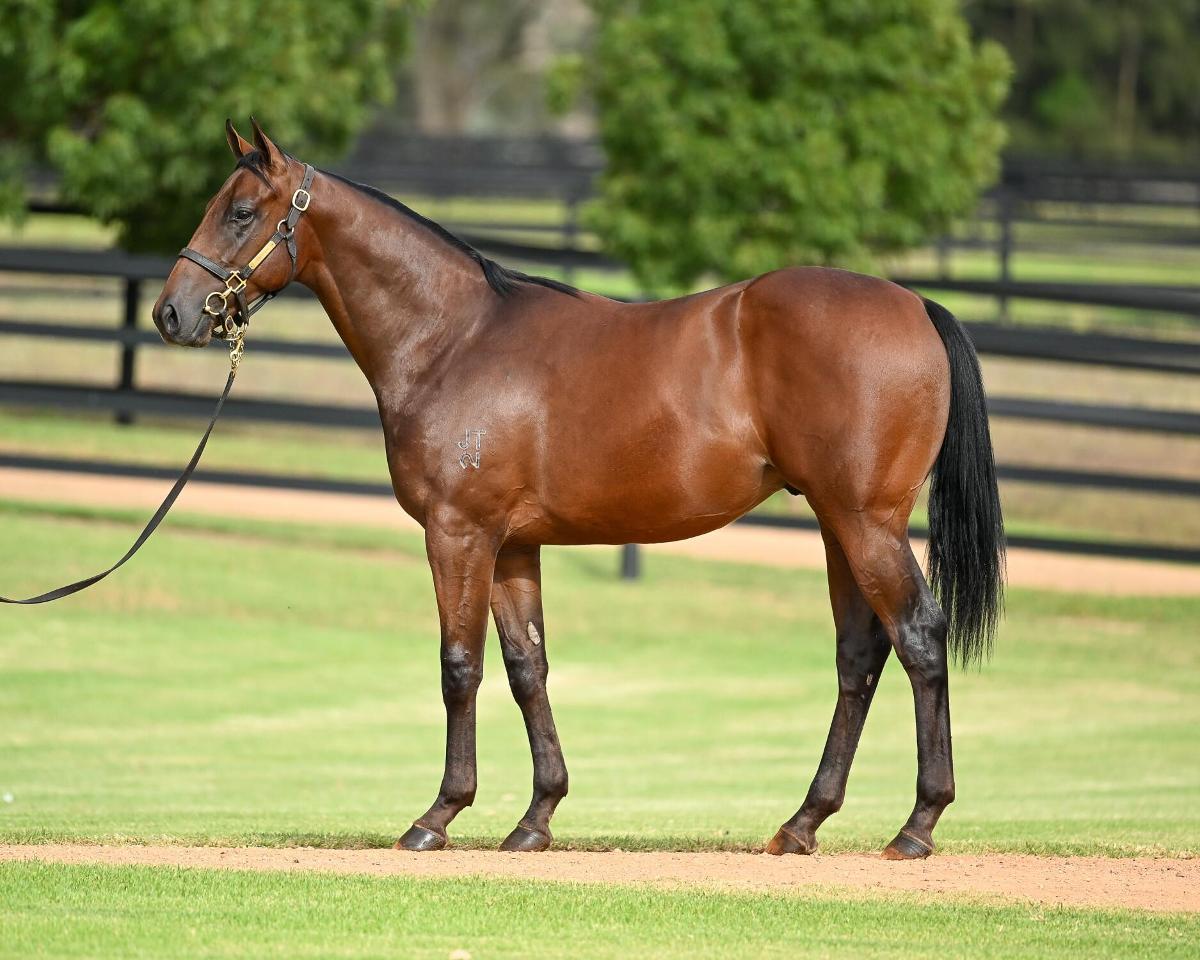 Zoustar/Sword Of Light '24