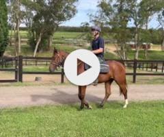 Castelvecchio filly X Charm School