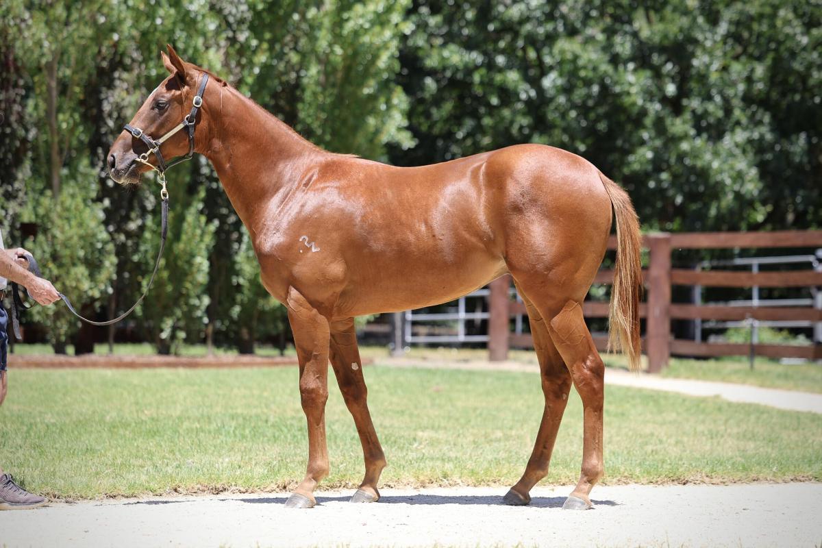 Bivouac x Smokin Val colt