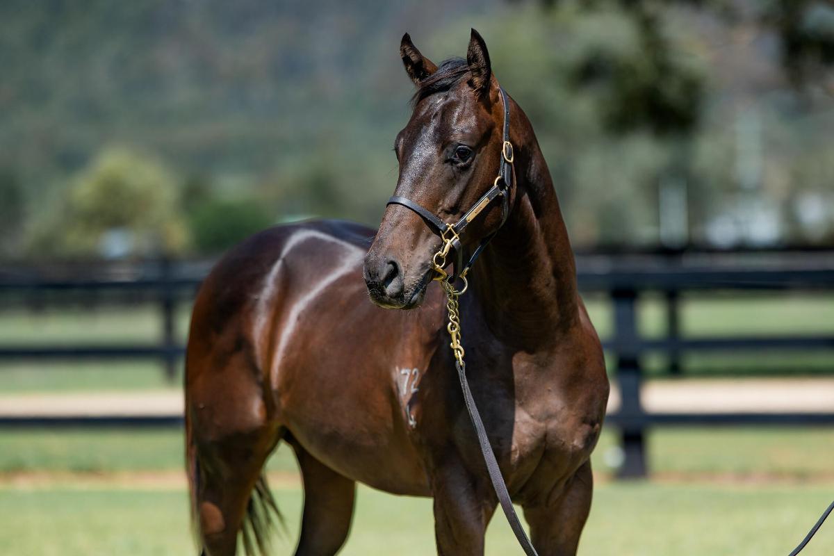 Zoustar x Mary's France