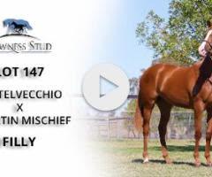 Castelvecchio X Assertin Mischief