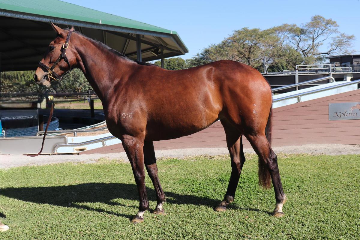 Ave Cantare (2yo filly by Microphone)