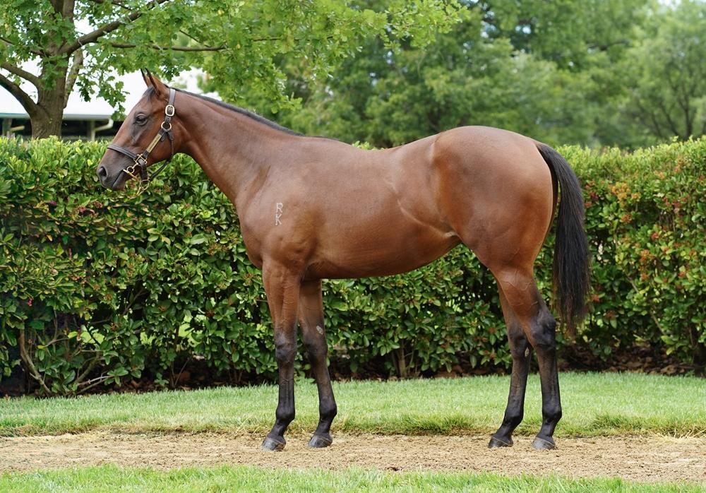 horse-image
