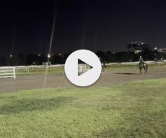 Castelvecchio x Roseito Colt