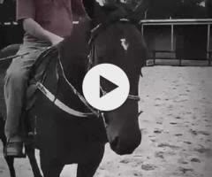 Wild Ruler x Tarabai