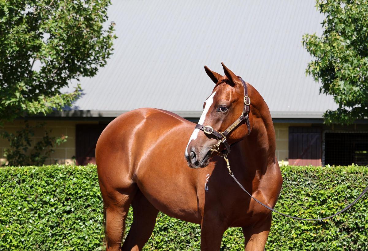 Pinatubo x Foxy Touch