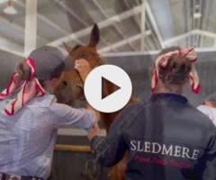 Justify / Vintage Harvest 24 F