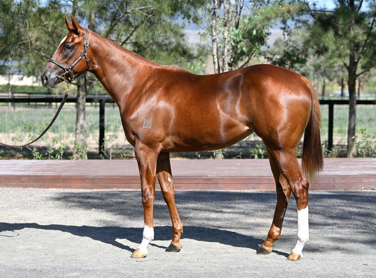 horse-image