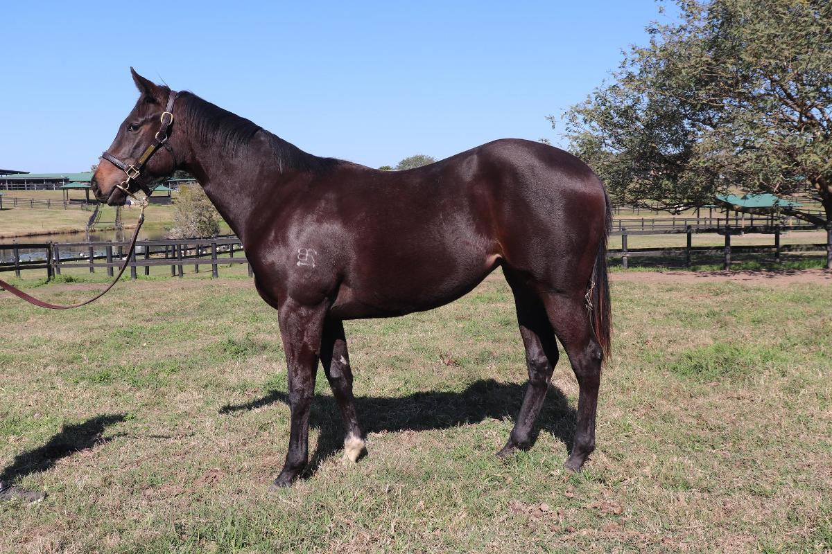 Spirit of Boom x Marluccio Filly