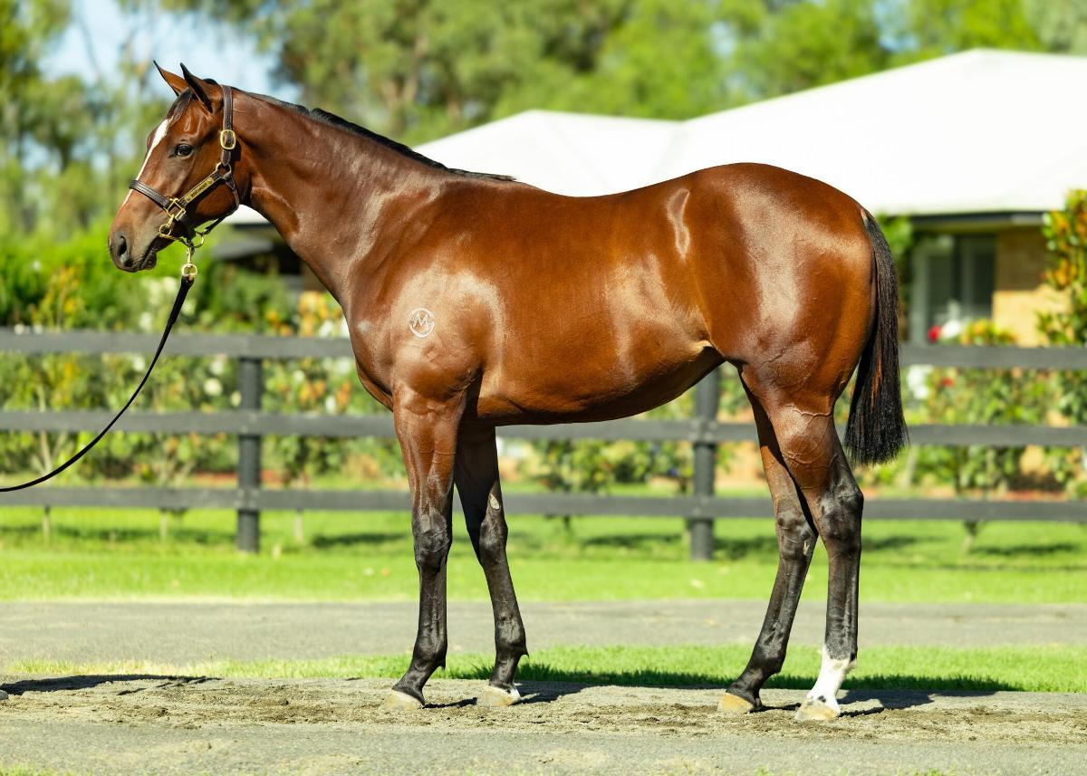 horse-image