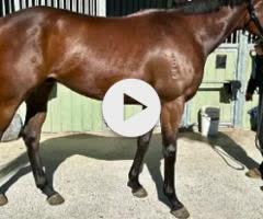 Harry Angel x Kings Brook