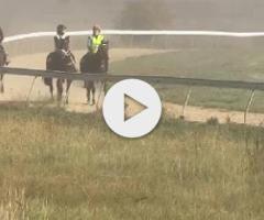 Pierro x Walk This Way (IRE) colt