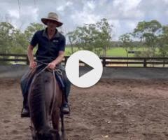 King's Legacy X Cryptic Jewel