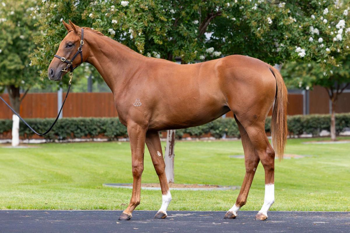 horse-image