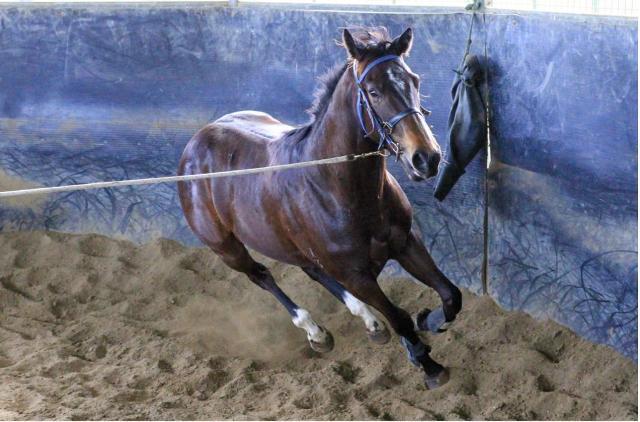 North Pacific x Wolfsburg Filly ‘23