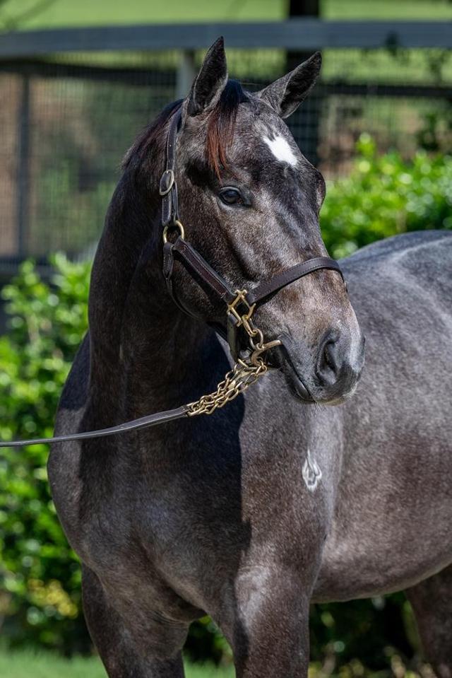horse-image