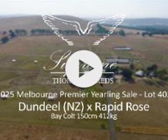 Dundeel x Rapid Rose