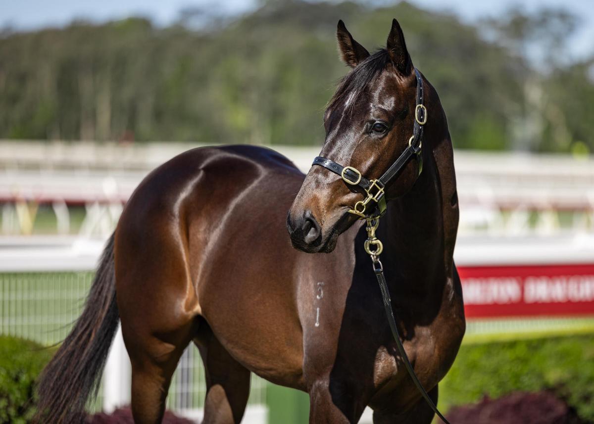 4yo Tried Horse, NAVY BUOY headed to Paul Snowden at Port Macquarie