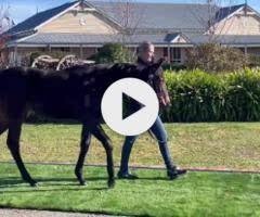 State Of Rest x High Hostess