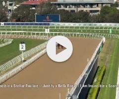 I Am Invincible/Stellar Pauline '24