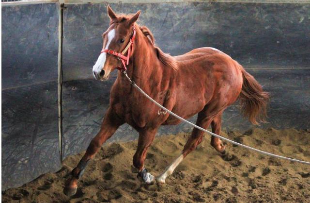 Street Boss x Ariege ‘23 Filly