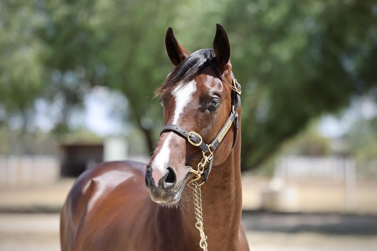 horse-image