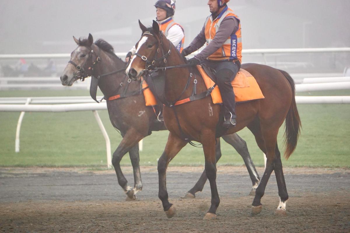 Wild Ruler x Face Forward filly