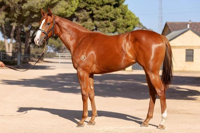 horse-image