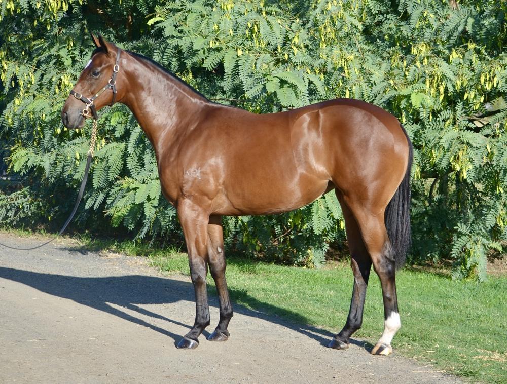 horse-image