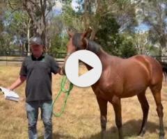 Profondo x Deedee Panache Colt '24