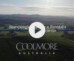 Starspangledbanner x Frontalis 24C