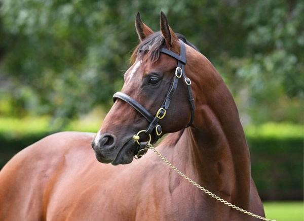 horse-image