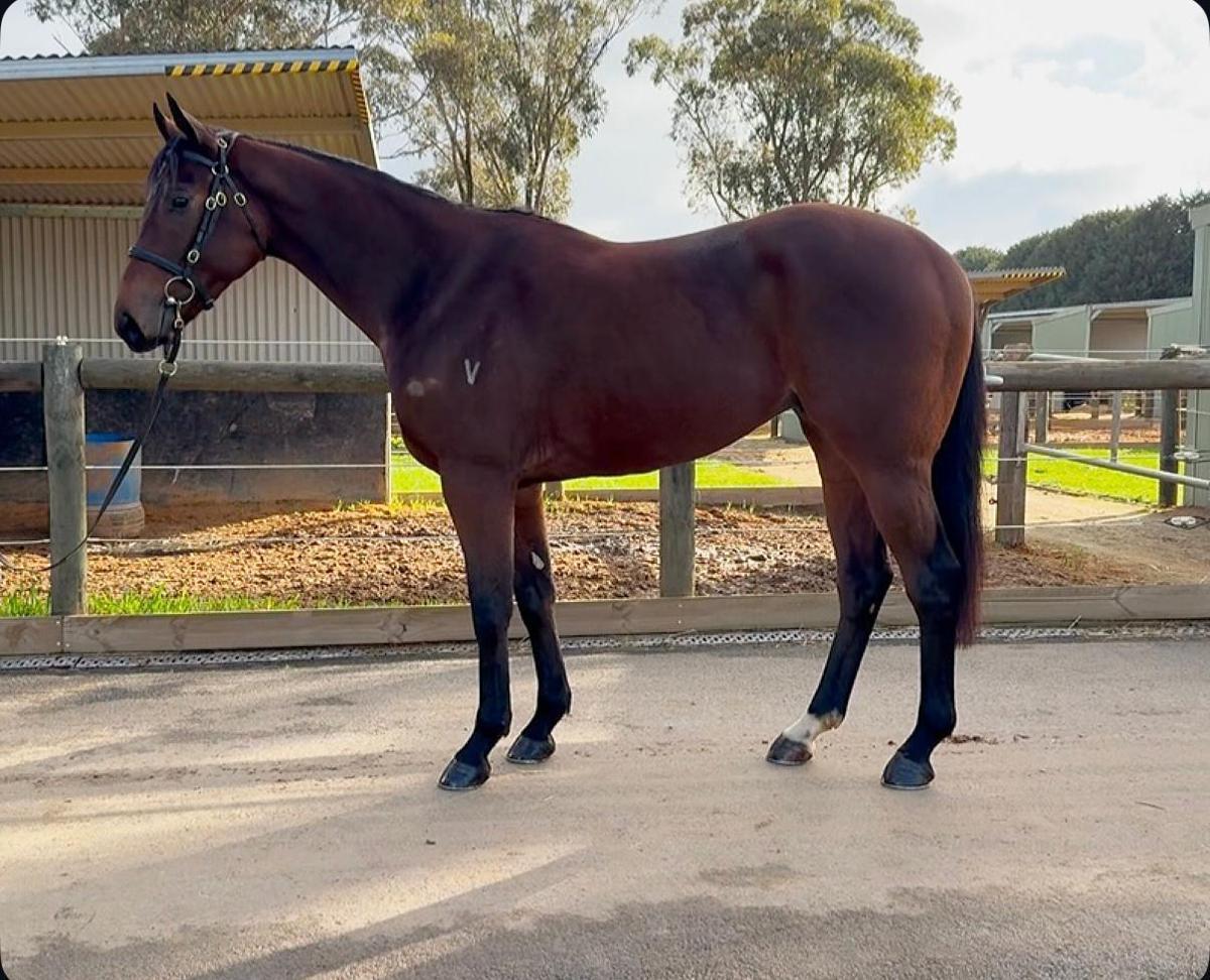 3yo Tried Horse, XTREME headed to Paul Snowden at Port Macquarie