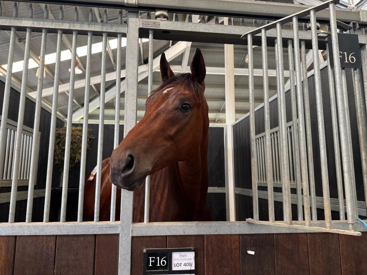 Alabama Express x Shamar