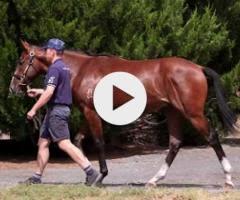 Blue Point x Whatafox '24