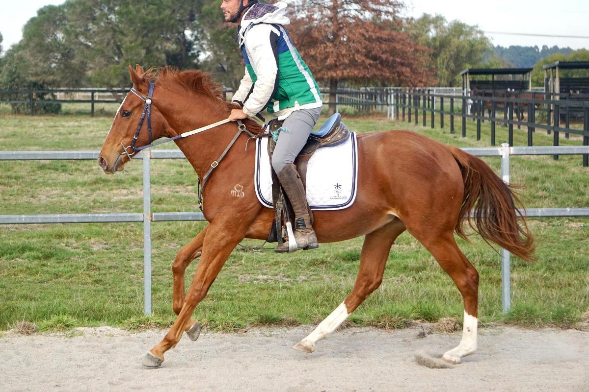 Ghaiyyath x Scout Finch Filly